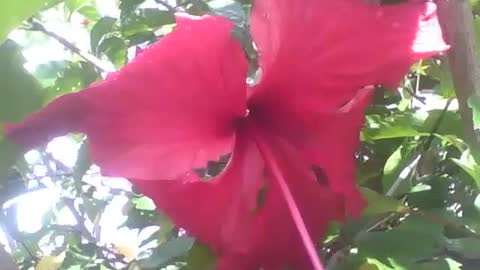 Linda flor hibisco vermelha, com pequenas gotas de chuva [Nature & Animals]