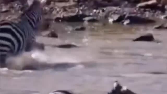 A large movement of individual zebras will fall into the mouth of the crocodiles
