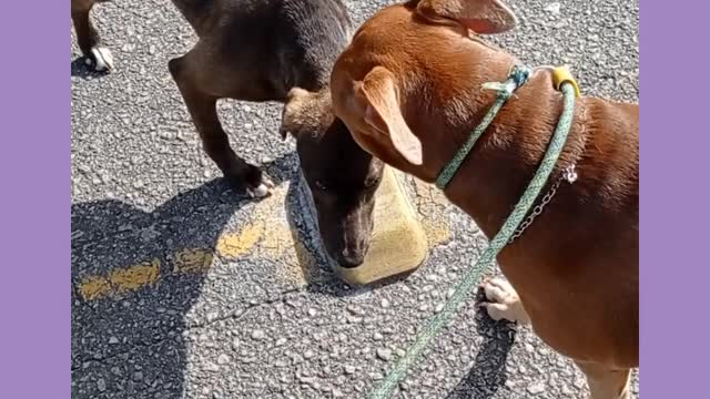 Como seu cão reage a cãez soltos na rua?