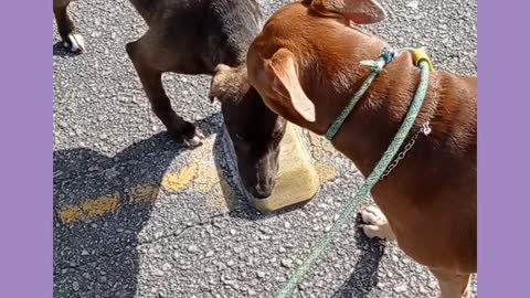 Como seu cão reage a cãez soltos na rua?