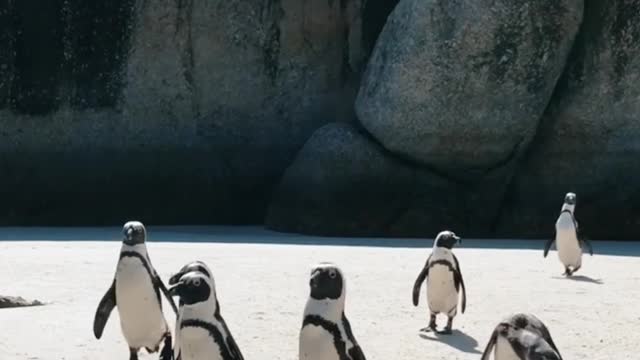 Penguins Walking