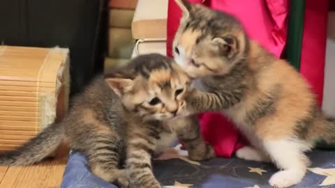 Kittens Squeeze The Mother Cat's Chest And Drink Milk-15