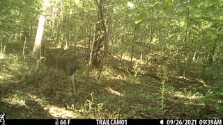 Eight Point buck