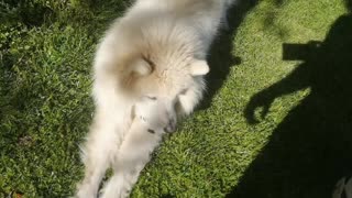 Lea doesn't share ball! Samoyed Dog