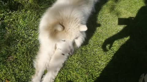Lea doesn't share ball! Samoyed Dog