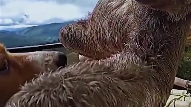 This sloth petting a dog. Are they good friends?