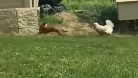 Funny dog
