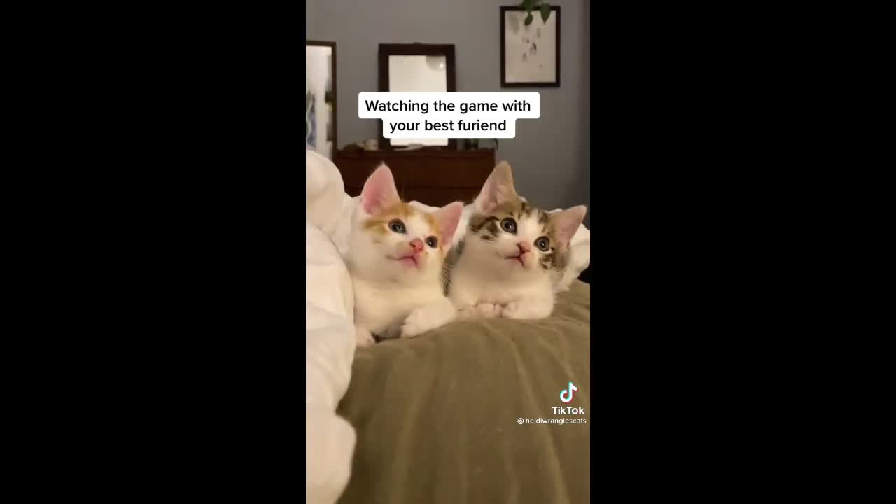 Baby Cats - Cute and Funny Cat Videos Compilation | Aww Animals