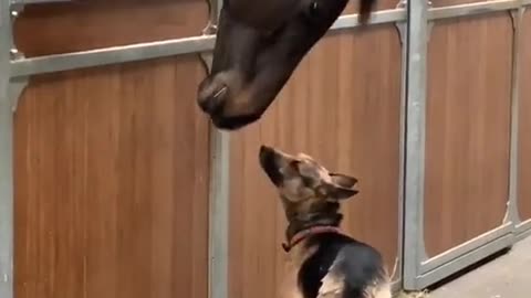 Sweet Friendship