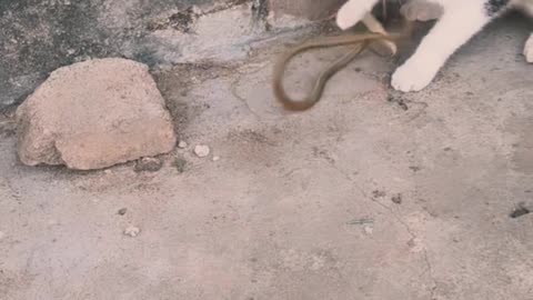 If you don't see the snake and the cat fighting, you will be missing out.