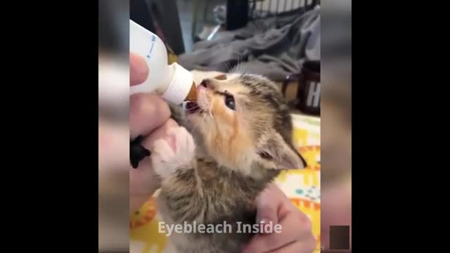 watch cats that will make you cry, cute adorable funny cats.