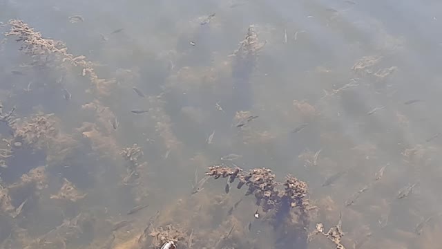 Hundreds of Young Bluegill: It's the Fish Season, Spring in Indiana