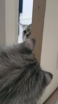 Cat is very different