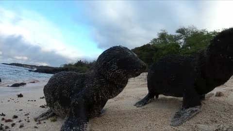 Baby sea lions play together on beach in the Galapagos