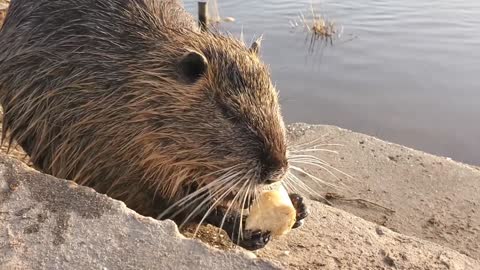 4k HD video of wild animals