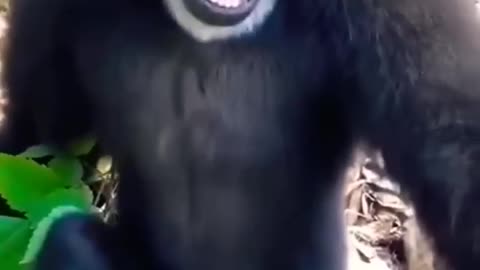 Animals in city