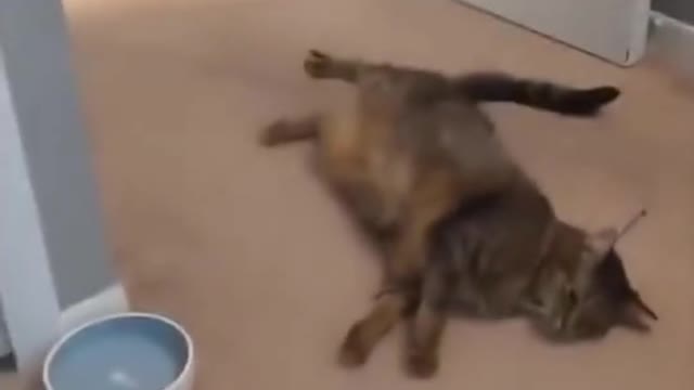 Best Funny Animal Videos 2022 😂 - Funniest Cat to Cat Videos