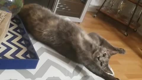 Dark grey cat laying arms open
