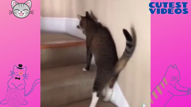 The drunk kitten