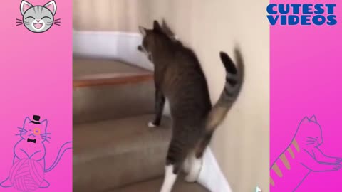 The drunk kitten