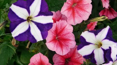 THE MOST BEAUTIFUL FLOWERS SO AS TOP