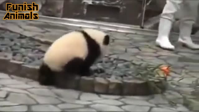 Panda playing with the breeder