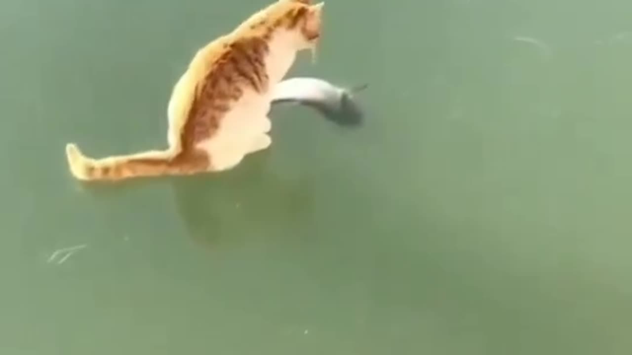 Catching fish cat