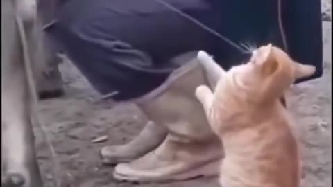 Cute cat