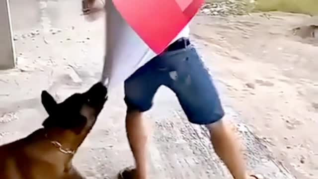 The Dog is a Loyal Animal!All Dogs are Capable of Being Loyal #Shorts