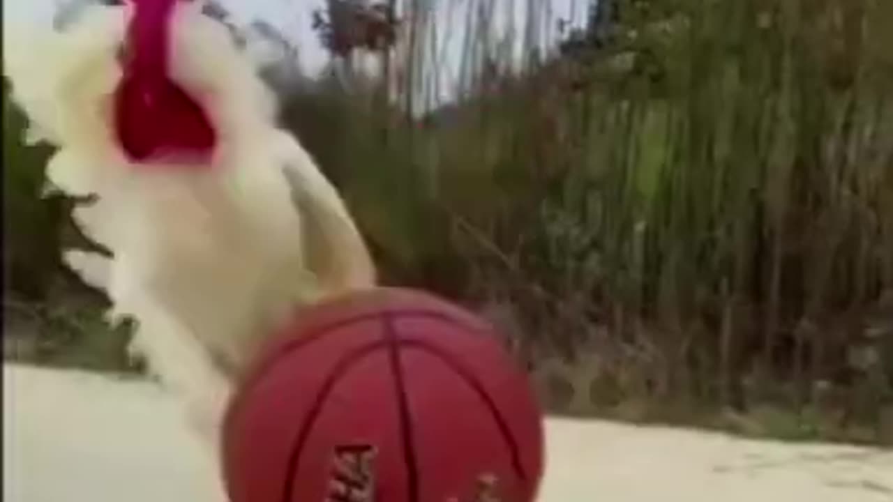 Chicken play with basketball funny reaction