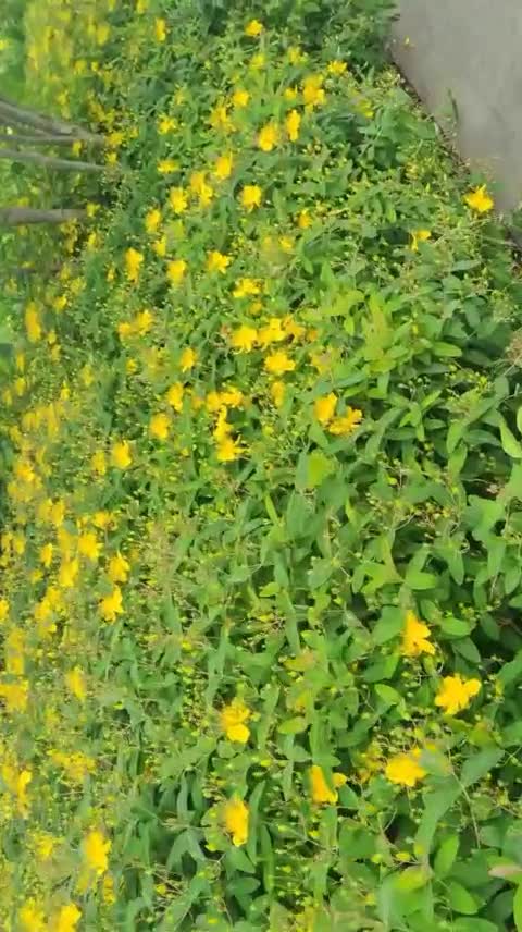 eyes full of flowers