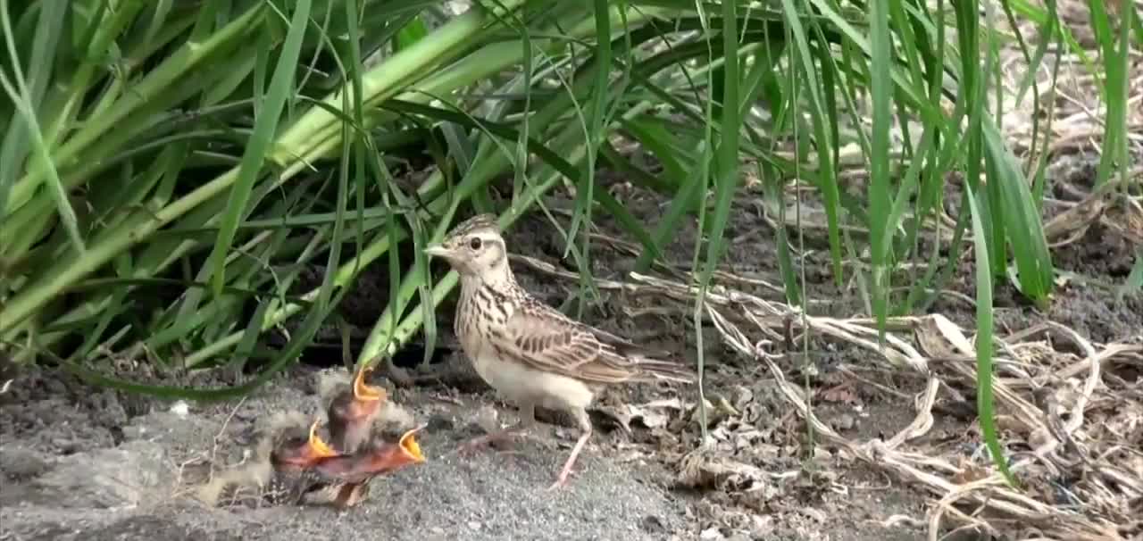 A beautiful shot of a Skylark bird feeding its chicks in a nest on the ground