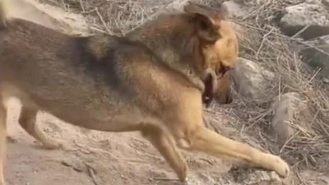 🥊 🥊 🥊 Rocky vs. Rocky - Dog boxing rock 🥊 🥊 🥊