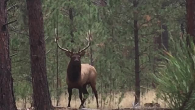 Gentle Giant of the Woods