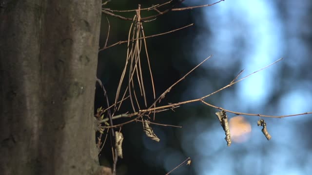 tree small branches raw 1