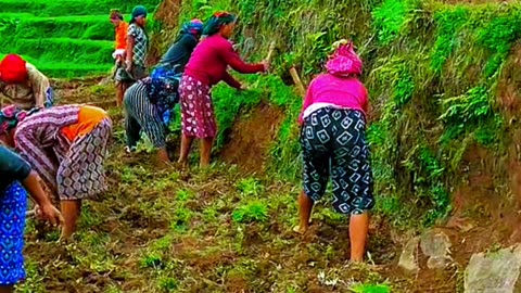 village lifestyle in Nepal // agriculture in nepal