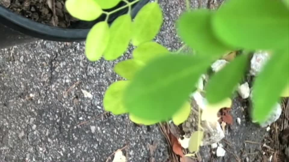 Moringa Seed Germination, Growing Moringa Trees