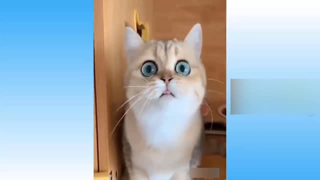 Funny Cats | Cute Cats | Best cats