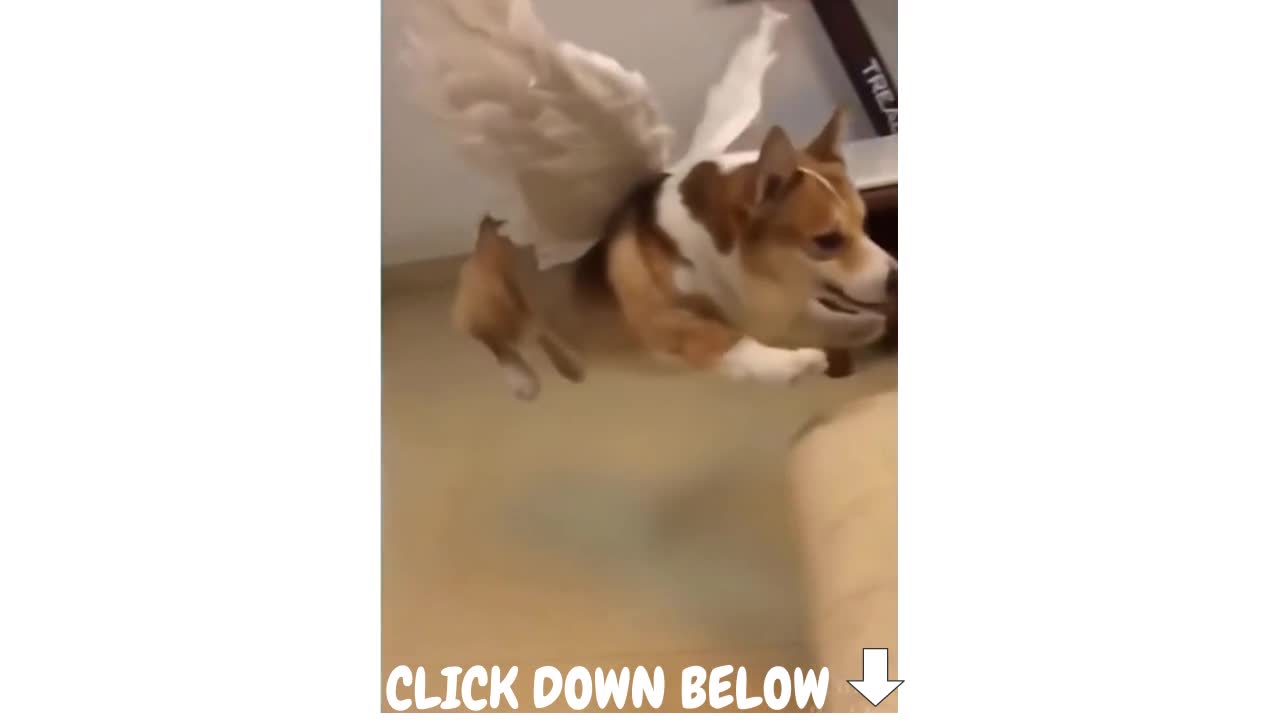 This Dog can Fly 😂😁😀🤣