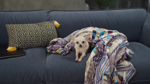 Lazy happy tiny adorable shorthair apple head chihuahua dog lying