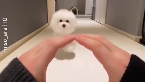 Cute Dogs Compilation