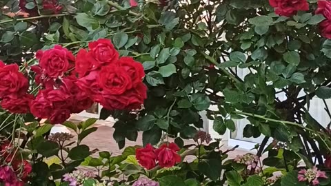 Roses paradise