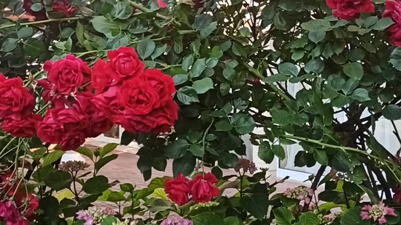 Roses paradise