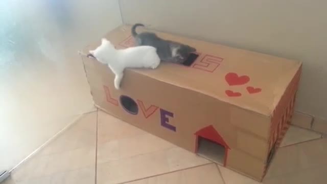 beautiful kittens playing