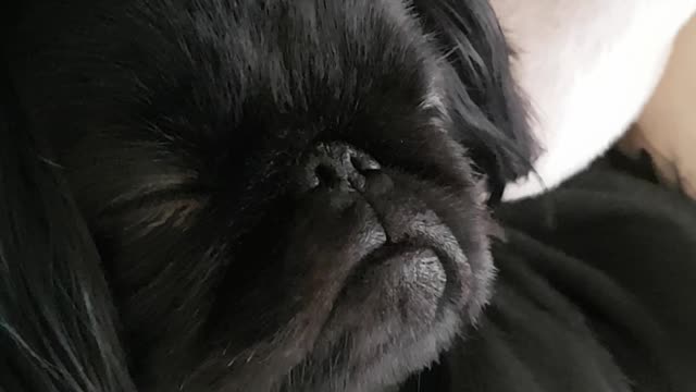 Turn up the volume of a dog snoring like a human