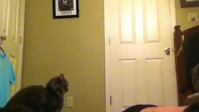 Grey cat hits shirtless boy in face