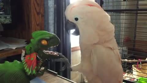 Cacatua Vs Dinossauro.mp4