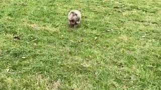 Puppy doing bunny hoops