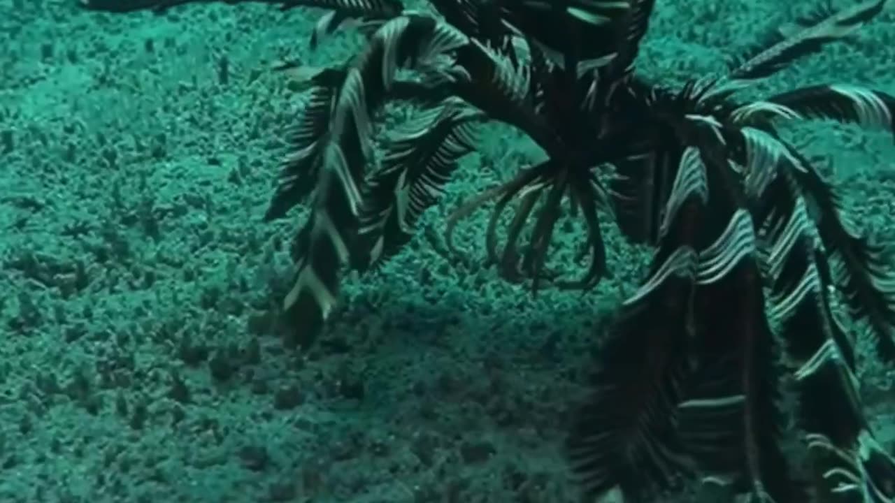 Feather star