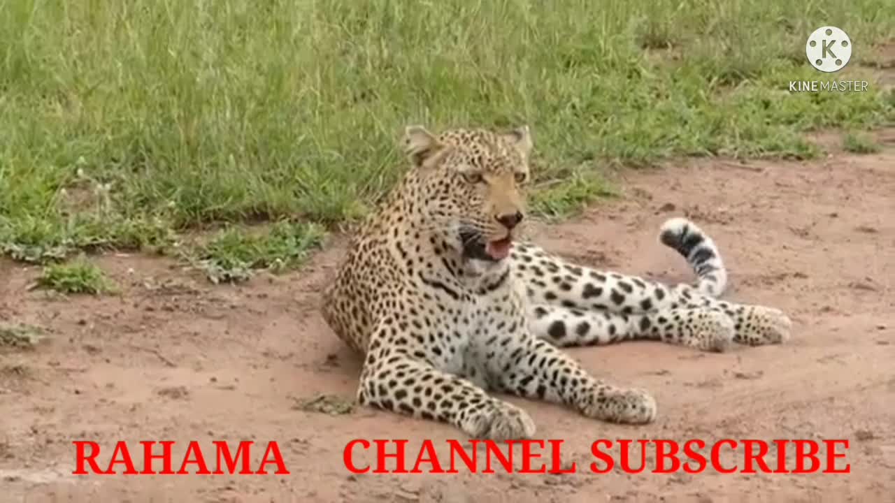 Animals short videos RAHAMA channel vairal videos